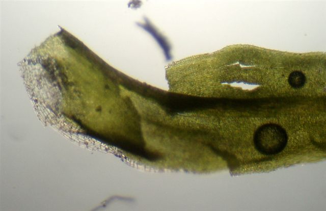 Bryophyta: dubbi sulla sospetta Pleurochaete squarrosa